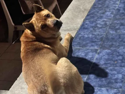 Cachorro raça Chow Chow idade 4 anos nome Dora