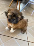 Cachorro raça Shitzu idade 2 a 6 meses nome Não tem nome ainda 