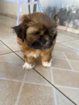 Cachorro raça Shitzu idade 2 a 6 meses nome Não tem nome ainda 