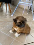 Cachorro raça Shitzu idade 2 a 6 meses nome Não tem nome ainda 