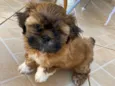 Cachorro raça Shitzu idade 2 a 6 meses nome Não tem nome ainda 