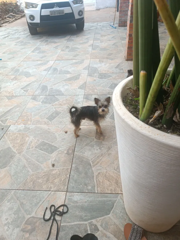 Gato raça SRD-ViraLata idade 2 a 6 meses nome Mina