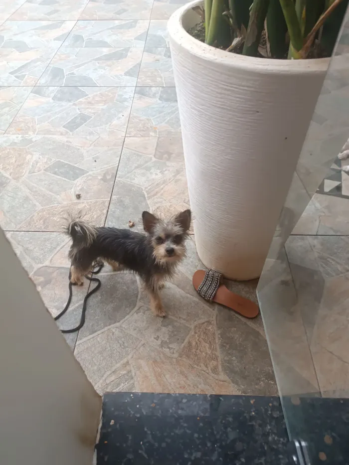 Gato raça SRD-ViraLata idade 2 a 6 meses nome Mina