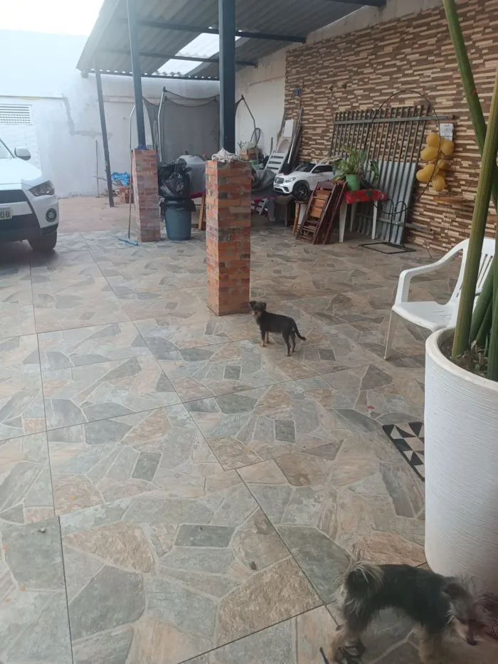 Gato raça SRD-ViraLata idade 2 a 6 meses nome Mina