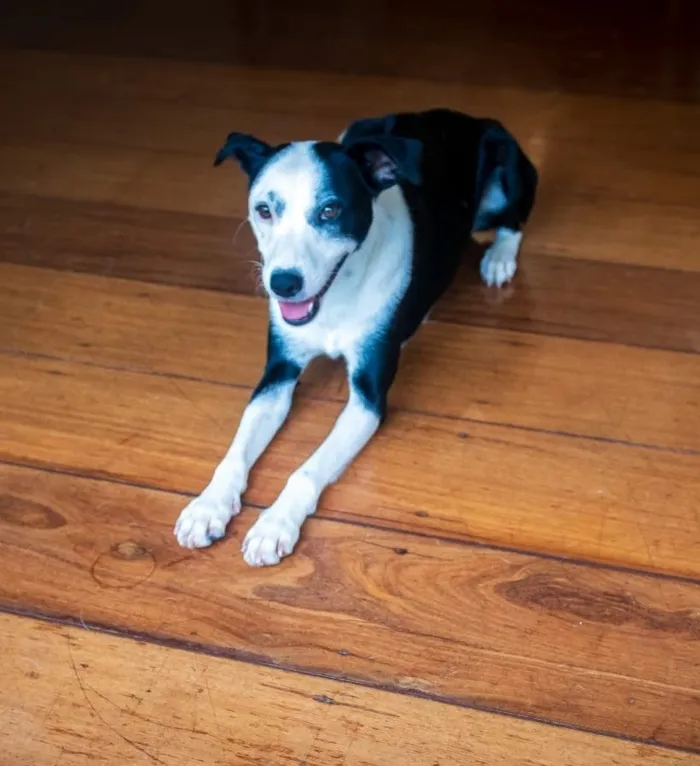 Cachorro raça SRD-ViraLata idade 2 anos nome Tomate