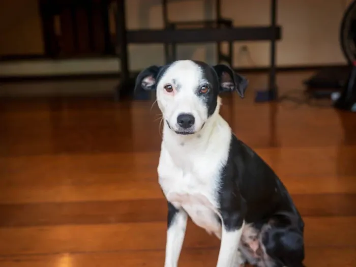 Cachorro raça SRD-ViraLata idade 2 anos nome Tomate