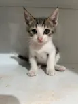 Gato raça SRD-ViraLata idade Abaixo de 2 meses nome Não tem nome 