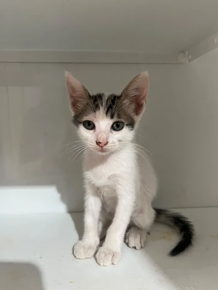 Gato raça SRD-ViraLata idade Abaixo de 2 meses nome Não tem nome 