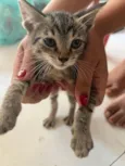 Gato raça SRD-ViraLata idade Abaixo de 2 meses nome Não tem nome 