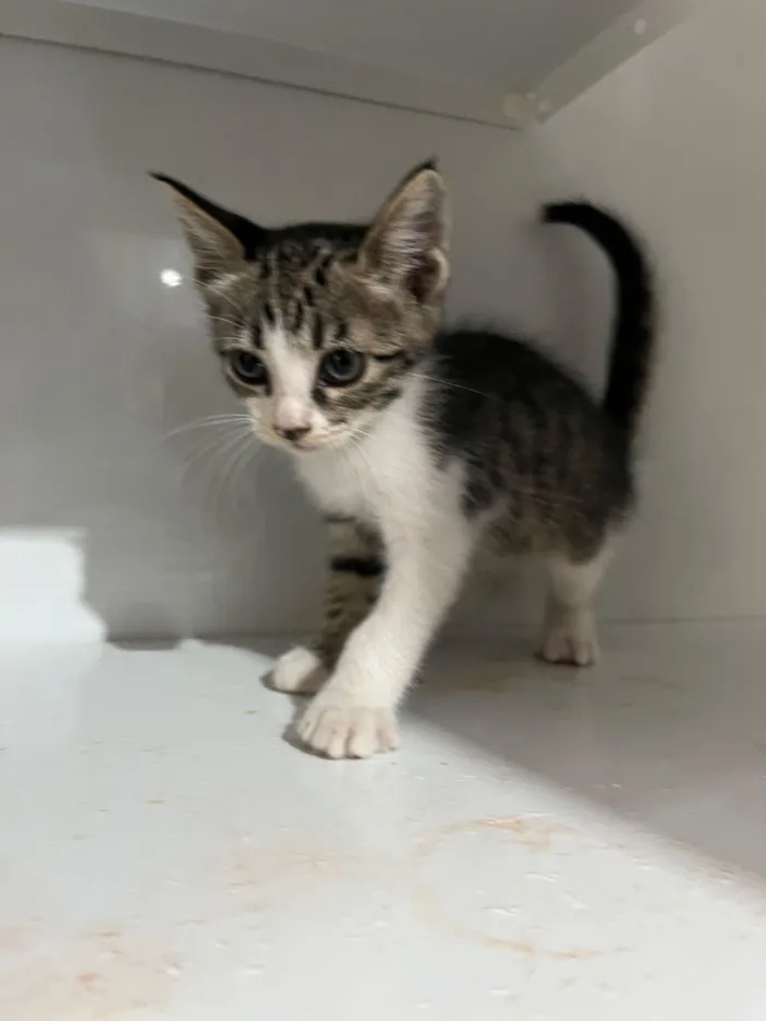 Gato raça SRD-ViraLata idade Abaixo de 2 meses nome Não tem nome 