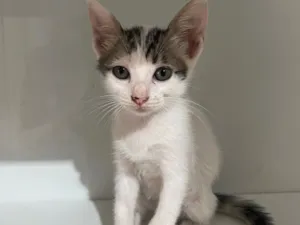 Gato raça SRD-ViraLata idade Abaixo de 2 meses nome Não tem nome 