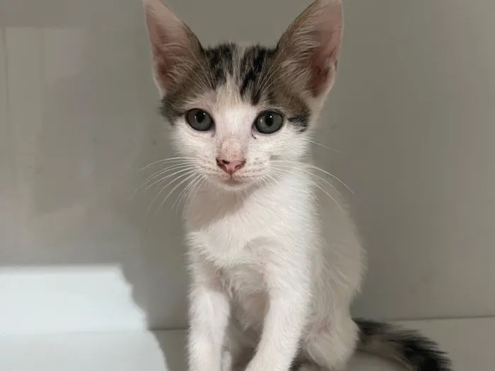 Gato raça SRD-ViraLata idade Abaixo de 2 meses nome Não tem nome 