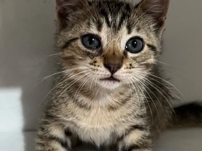 Gato raça SRD-ViraLata idade Abaixo de 2 meses nome Sem nome 