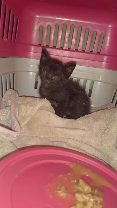 Gato raça SRD-ViraLata idade Abaixo de 2 meses nome Baguera