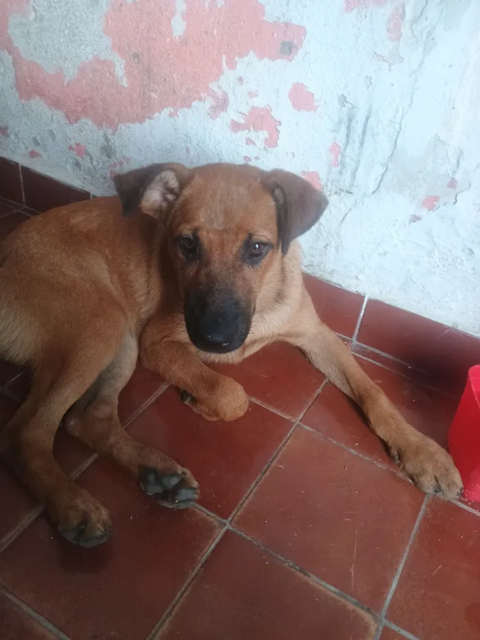 Cachorro raça SRD-ViraLata idade 7 a 11 meses nome Capeta