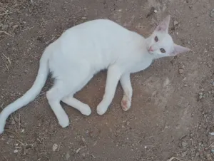 Gato raça SRD-ViraLata idade 2 a 6 meses nome Vlad