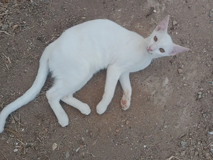 Gato raça SRD-ViraLata idade 2 a 6 meses nome Vlad