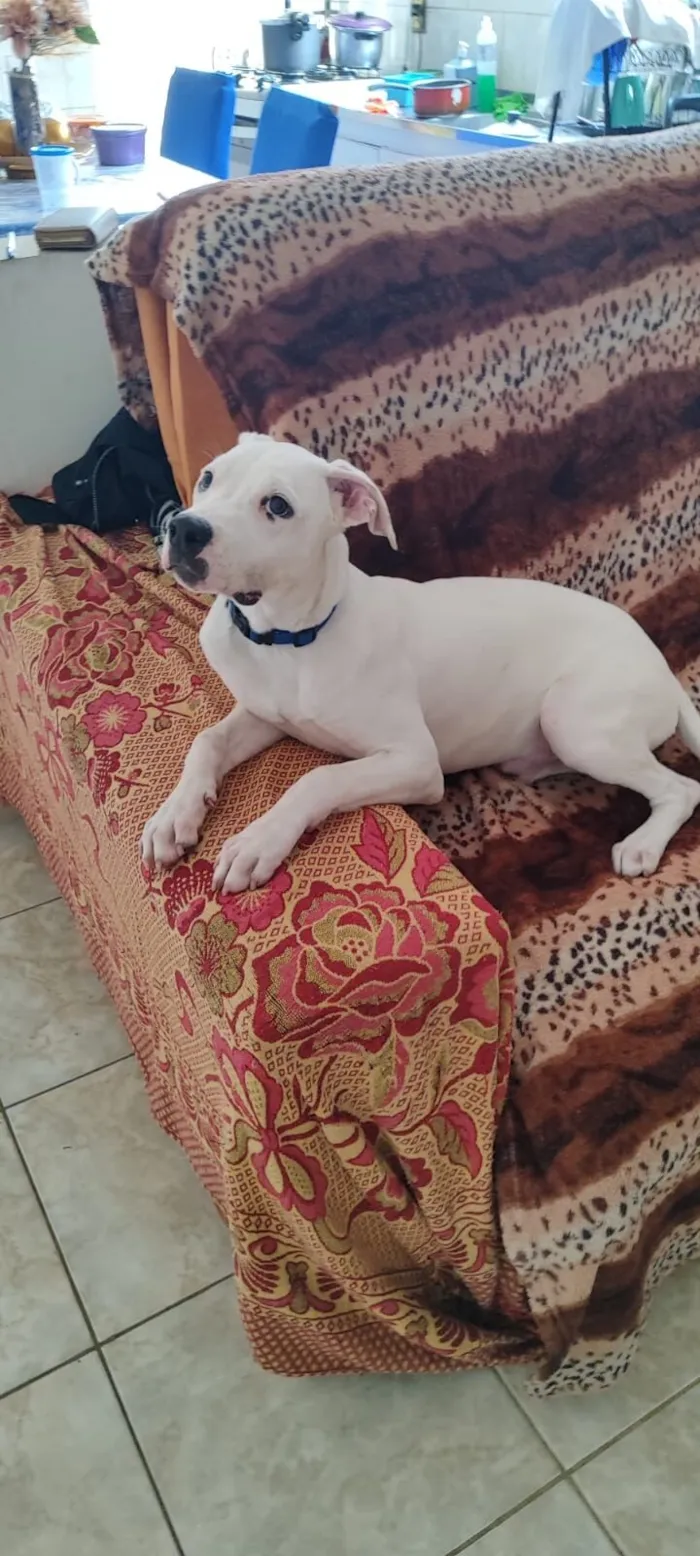 Cachorro raça Pit-Bull idade 7 a 11 meses nome Olie