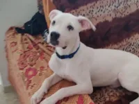 Cachorro raça Pit-Bull idade 7 a 11 meses nome Olie
