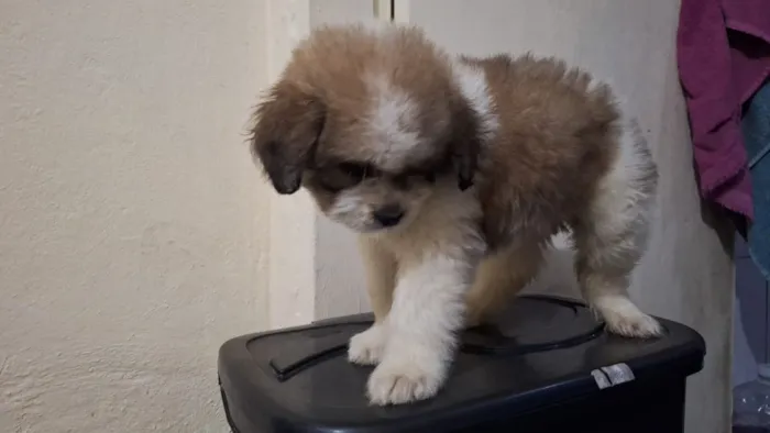Cachorro raça Shitzu idade Abaixo de 2 meses nome Doação com custo Shitzu com poodle 