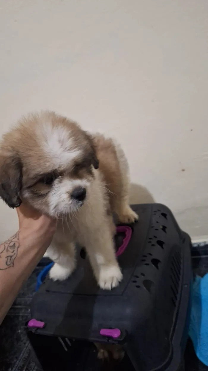 Doação com custo Shitzu com poodle 