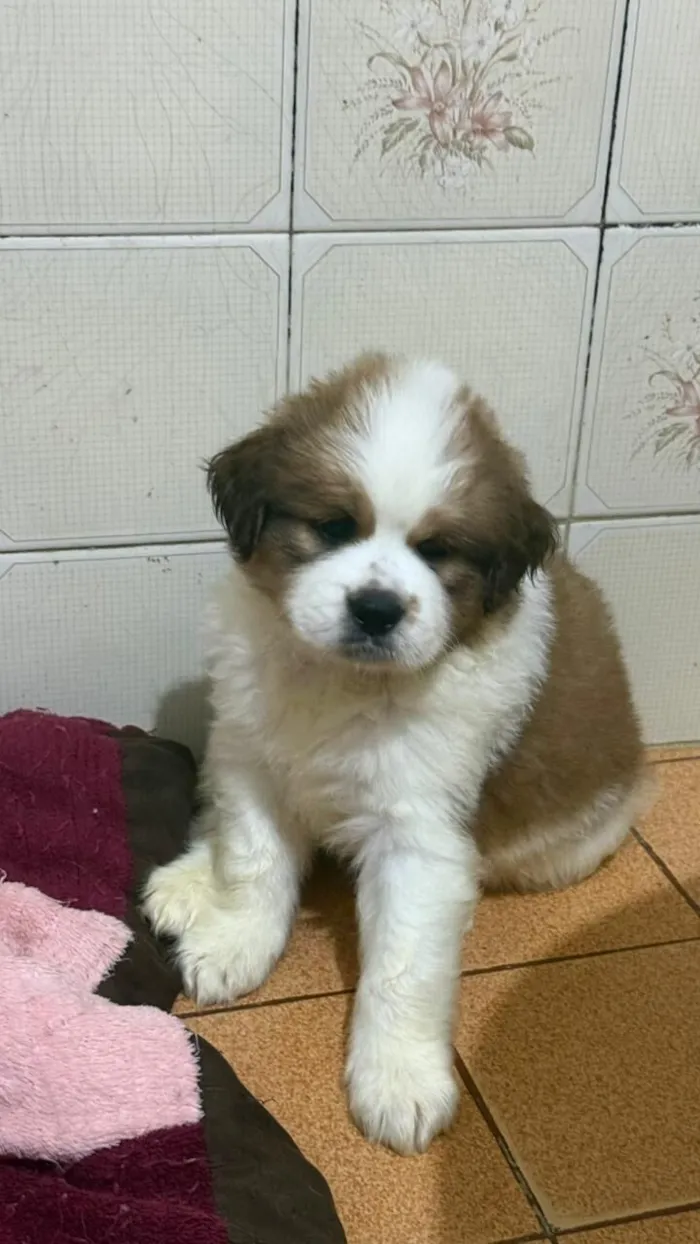 Cachorro raça Shitzu idade Abaixo de 2 meses nome Doação com custo Shitzu com poodle 