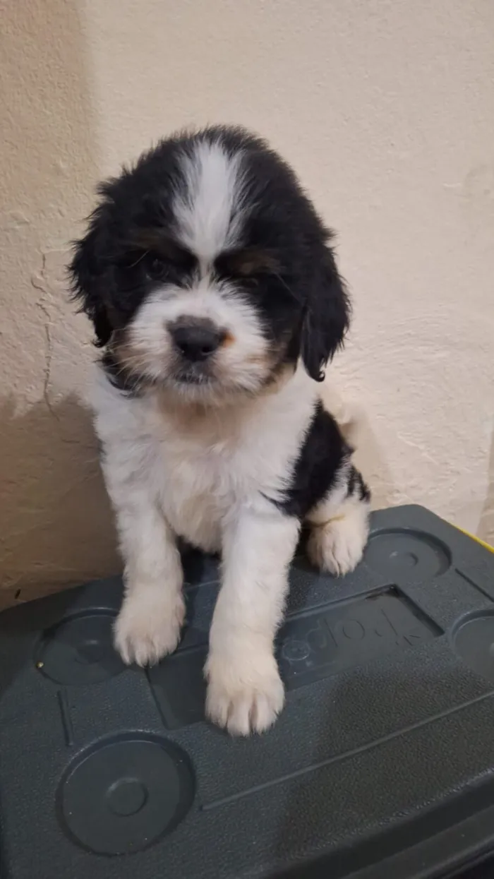 Cachorro raça Shitzu idade Abaixo de 2 meses nome Doação com custo Shitzu com poodle 