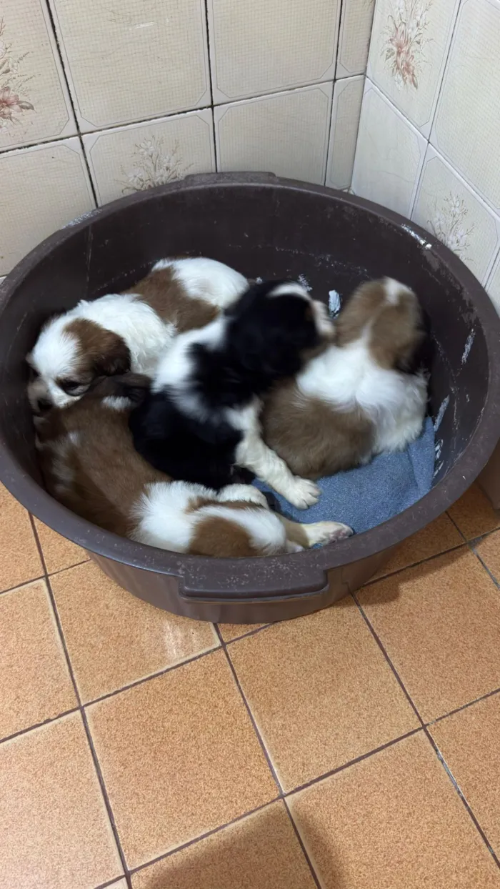 Cachorro raça Shitzu idade Abaixo de 2 meses nome Doação com custo Shitzu com poodle 