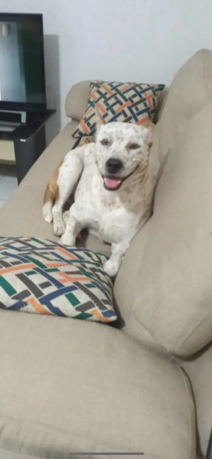 Cachorro raça SRD-ViraLata idade 3 anos nome Luna