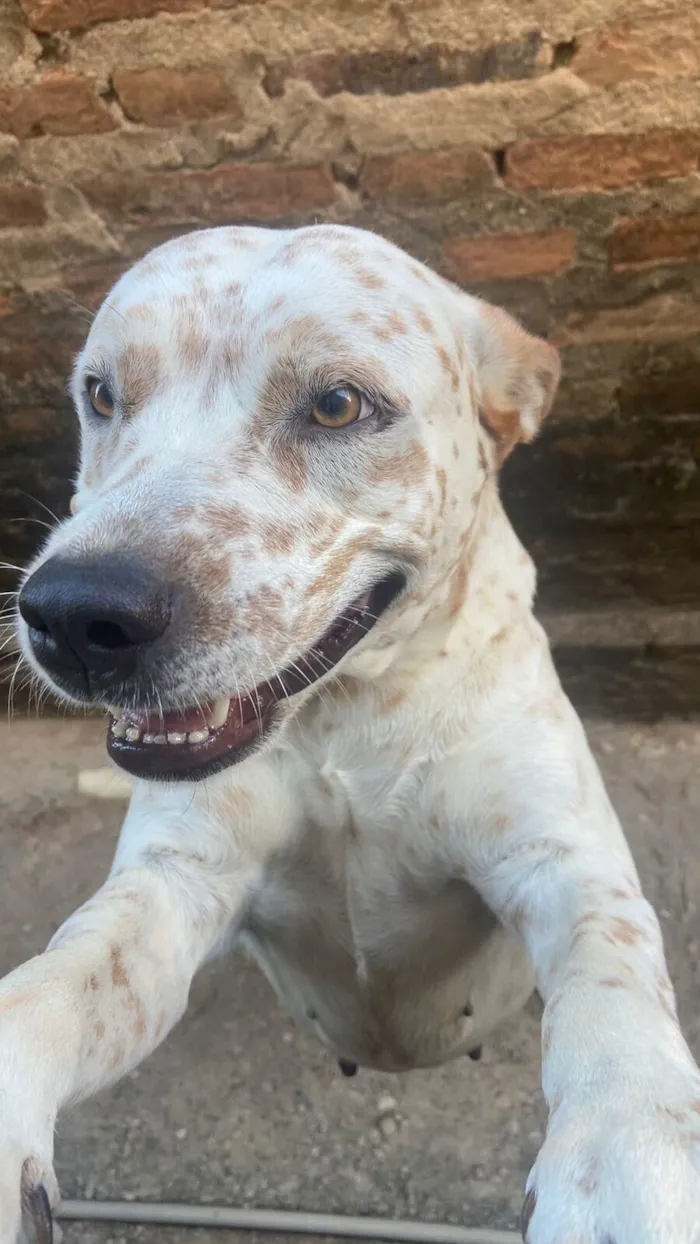 Cachorro raça SRD-ViraLata idade 3 anos nome Luna
