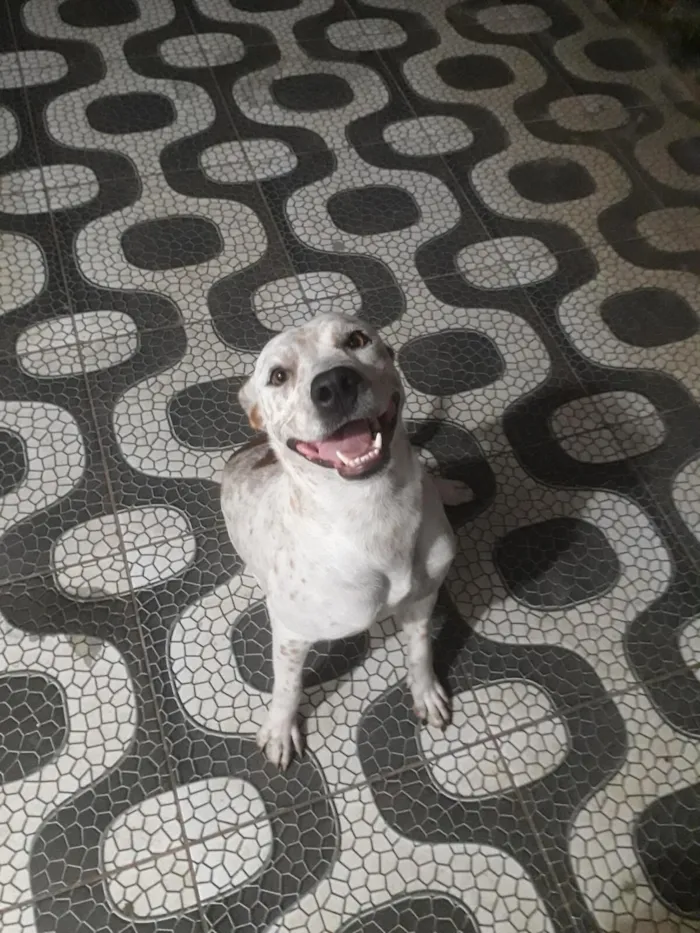 Cachorro raça SRD-ViraLata idade 3 anos nome Luna