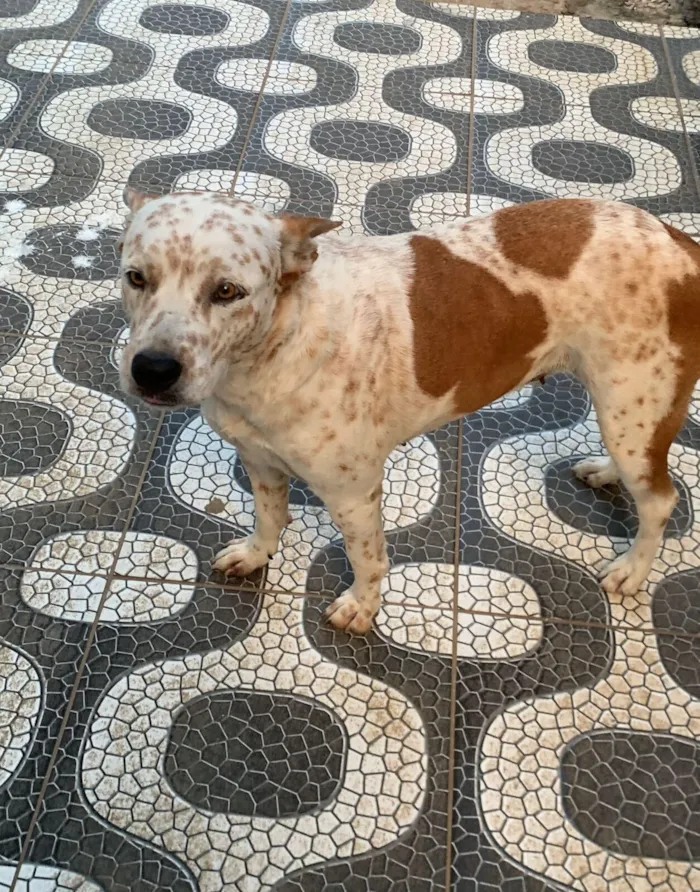 Cachorro raça SRD-ViraLata idade 3 anos nome Luna