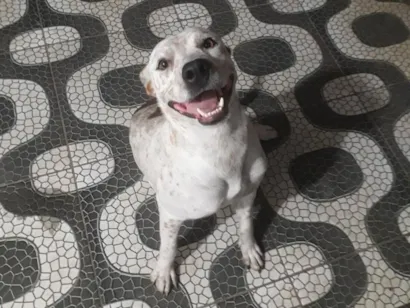 Cachorro raça SRD-ViraLata idade 3 anos nome Luna