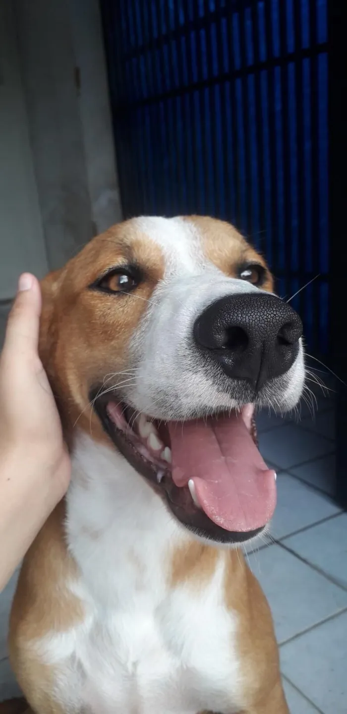 Cachorro raça SRD-ViraLata idade 3 anos nome Petrus