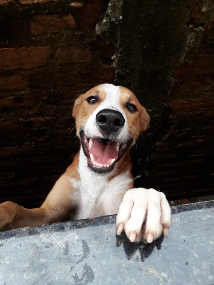 Cachorro raça SRD-ViraLata idade 3 anos nome Petrus