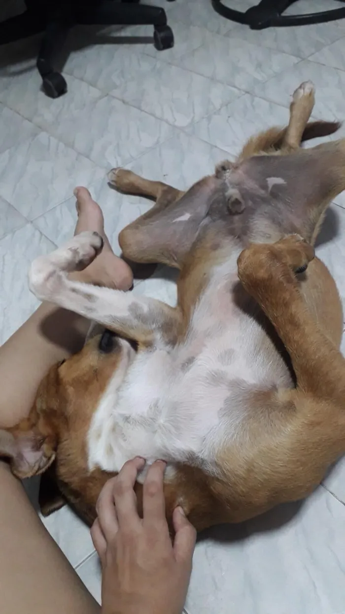 Cachorro raça SRD-ViraLata idade 3 anos nome Petrus