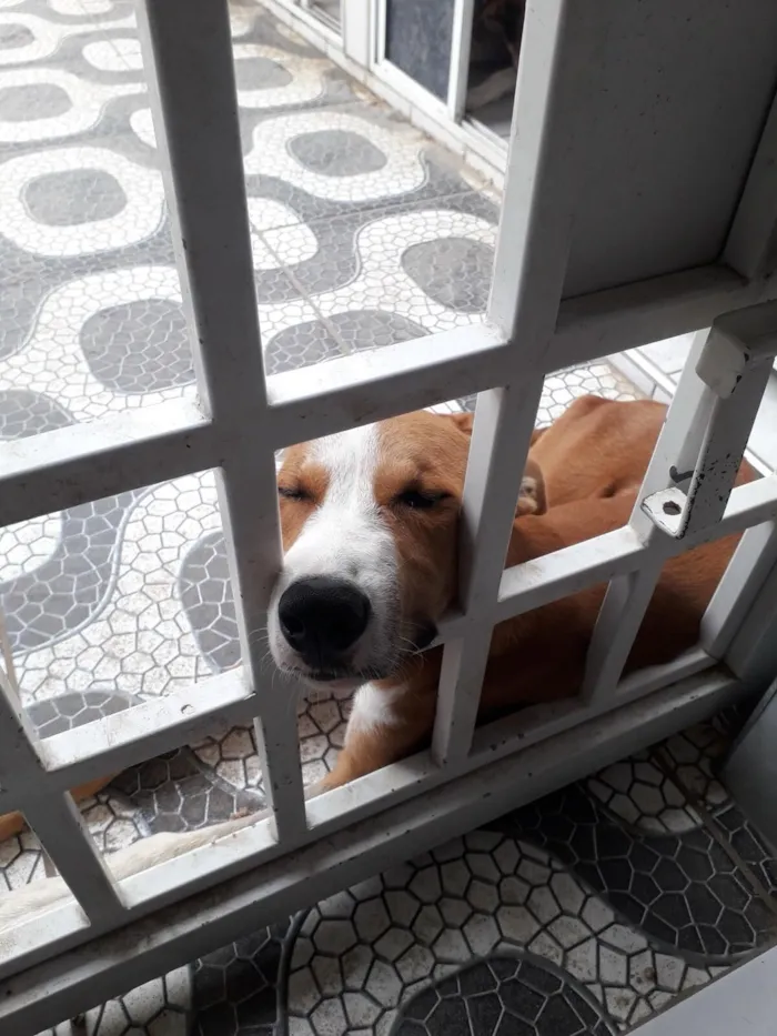 Cachorro raça SRD-ViraLata idade 3 anos nome Petrus
