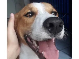 Cachorro raça SRD-ViraLata idade 3 anos nome Petrus