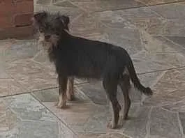 Gato raça SRD-ViraLata idade 2 a 6 meses nome Mina