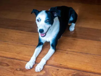 Cachorro raça SRD-ViraLata idade 2 anos nome Tomate