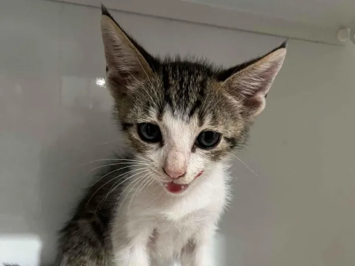 Gato raça SRD-ViraLata idade Abaixo de 2 meses nome Sem nome 