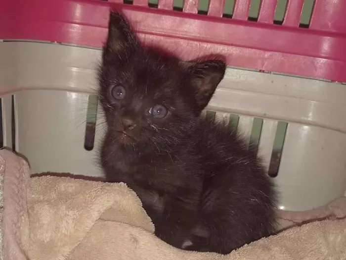 Gato raça SRD-ViraLata idade Abaixo de 2 meses nome Baguera