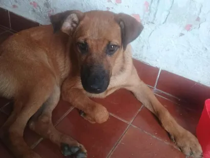 Cachorro raça SRD-ViraLata idade 7 a 11 meses nome Capeta