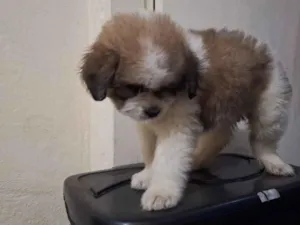 Cachorro raça Shitzu idade Abaixo de 2 meses nome Doação com custo Shitzu com poodle 