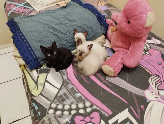 Gato raça Siamês e preto inteiro  idade 2 a 6 meses nome Simba, Milady e Chanel 