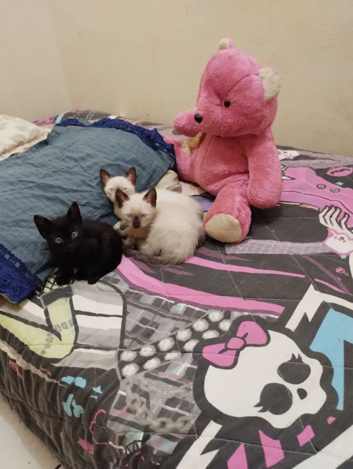 Gato raça Siamês e preto inteiro  idade 2 a 6 meses nome Simba, Milady e Chanel 