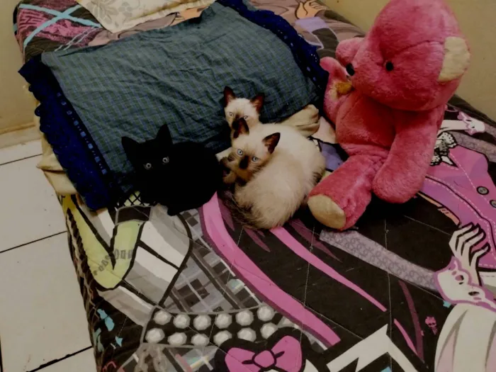 Gato raça Siamês e preto inteiro  idade 2 a 6 meses nome Simba, Milady e Chanel 