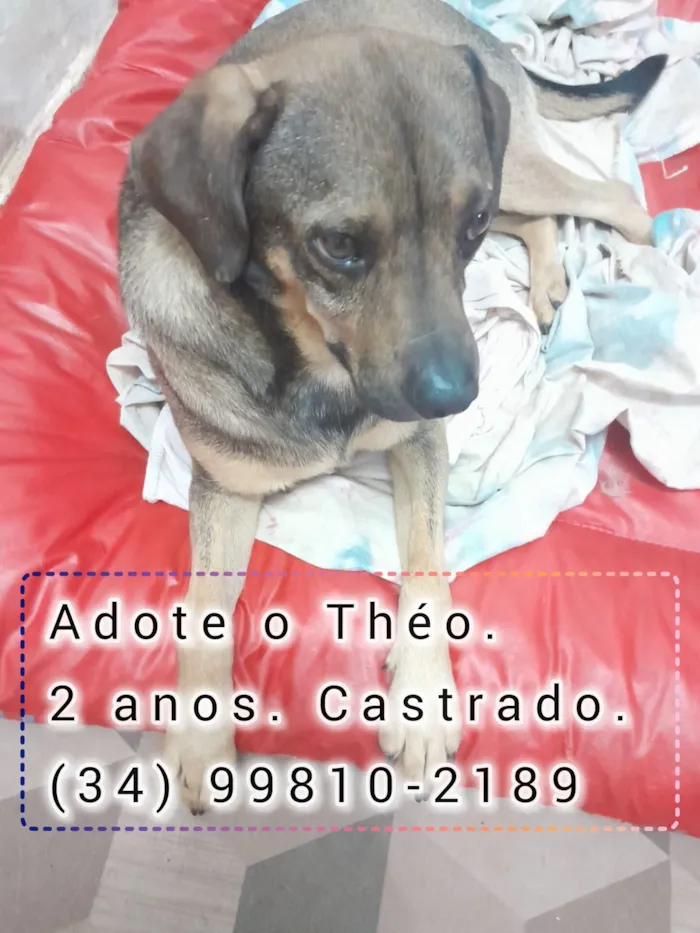 Cachorro raça SRD-ViraLata idade 2 anos nome Théo 