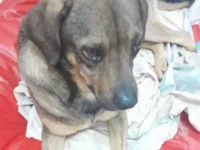 Cachorro raça SRD-ViraLata idade 2 anos nome Théo 