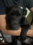 Cachorro raça Labrador idade 2 a 6 meses nome Panter 